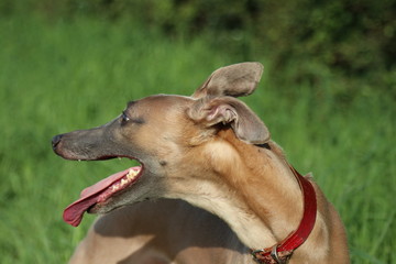 portrait of a whippet  dog panting 