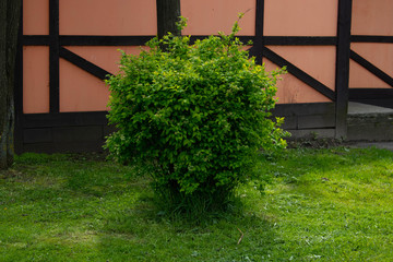 A neat decorative spirea Bush. The spring green color of the foliage.