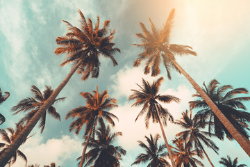 Fototapeta premium Copy space of tropical palm tree with sun light on sky background.