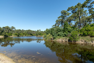 Fototapeta na wymiar CAP FERRET (Gironde, France), la réserve naturelle des Réservoirs de Piraillan