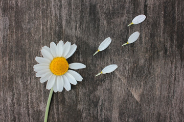 Divination on a daisy. Daisy flower with picked off petals on wooden background. Top view, flat...