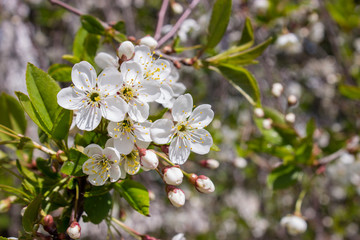 Beautiful floral background of blooming cherry