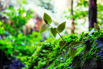 green leaves on the tree