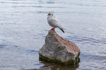 A white dove stands on a rock sticking out of the water. Profile view.
