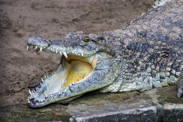 Obraz premium The Cuban crocodile (Crocodylus rhombifer) opens the mouth. A small-medium species of crocodile found only in Cuba. Despite its modest size, it is a highly aggressive animal, and dangerous.