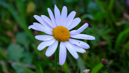 White daisy flower