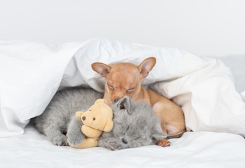 Toy terrier puppy and baby kitten sleep together under a warm blanket on a bed at home. Kitten hugs favorite toy bear