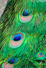 peacock tail close-up. Vertical orientation