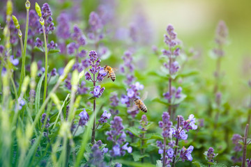 Blooming wildflowers of purple color on a blurred green background.