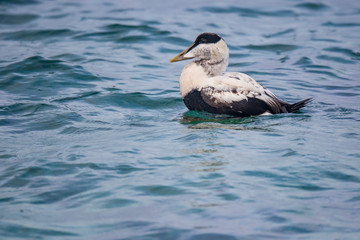 Common Eider (Somateria mollissima) doğal yaşam alanı.