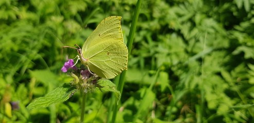 butterfly on a flower