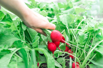 A bunch of red burgundy radish in the hands of a person. Nearby is growing a number of radishes in the ground (soil)