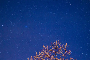 Nocne niebo, gwiazdy i drzewa. - obrazy, fototapety, plakaty