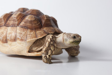 African species of spurred tortoise (Centrochelys sulcata) isolate on white background
