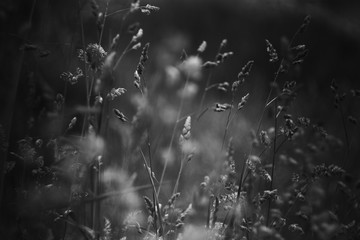 black and white fine art plants, nature, grass