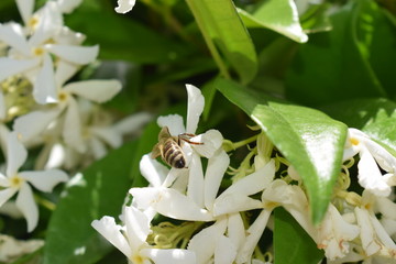 Pianta di falso gelsomino (Rhyncospermum Jasminoides) con bellissimi fiori bianchi