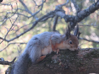 Naklejka na ściany i meble squirrel on a tree 