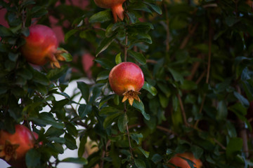 Ripe pomegranate fruits growing on tree. Beautiful red pomegranate on tree. Fresh fruits on the branch of tree. sunshine lying on Garnet tree