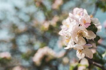 Obraz premium Blossoming branch of apple tree on a background of blue sky, spring floral background, the beauty of nature