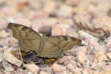 butterfly on the ground