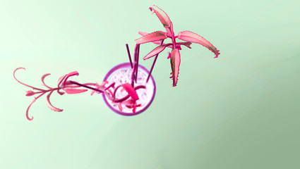 
succulent plant, unusual color, top view, background