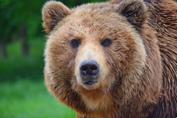 Obraz na płótnie Canvas Head Close Up Portrait of Female Brown Bear Ursus Arctos Beringianus