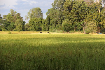 Rizière à Don Det, Laos	