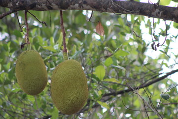 JACK FRUIT