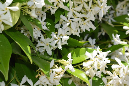 Pianta di falso gelsomino (Rhyncospermum Jasminoides) con bellissimi fiori bianchi