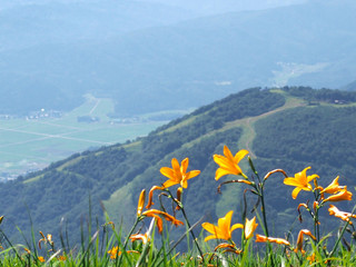 人工スキー場のために自然破壊された山を見つめる花(ニッコウキスゲ)