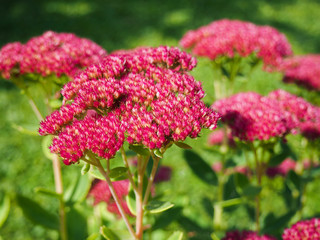 Close up of stonecrop, red flower in garden