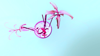 
succulent plant, unusual color, top view, background