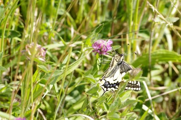 Papillon demi-deuil