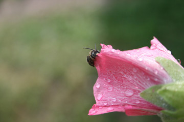Wet bee on the tender mallow after rain