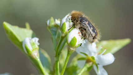 The Tropinota hirta pest eats the flowers of fruit trees.