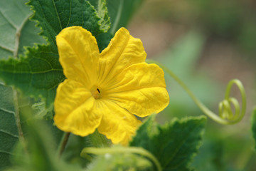 Yellow cucumbers flower