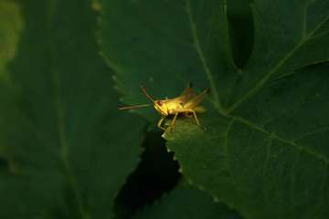 Grasshopper