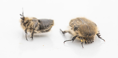 The Tropinota hirta pest eats the flowers of fruit trees.