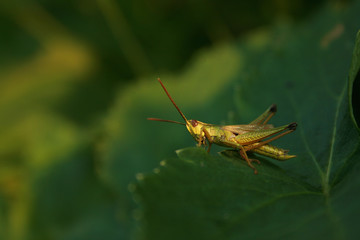 Fototapeta premium Grasshopper