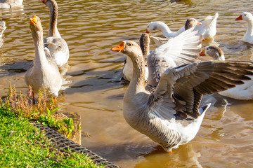 Fototapeta premium geese on the water