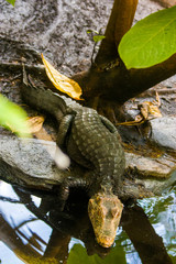 a Cuvier's dwarf caiman moves to the pond.
It is a small crocodilian in the alligator family from northern and central South America. 
It lives in riverine forests, flooded forests near lakes.