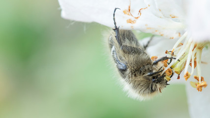 The Tropinota hirta pest eats the flowers of fruit trees.