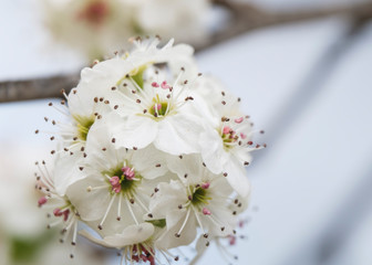 beautiful white blossom during spring in italy, Rome