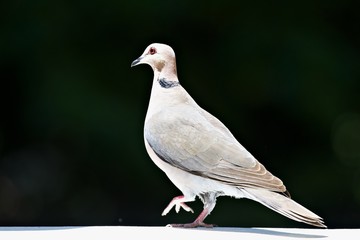 Obraz premium Ringeltaube