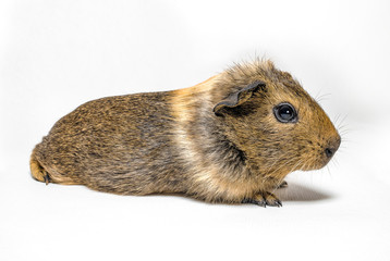 baby Guinea pig