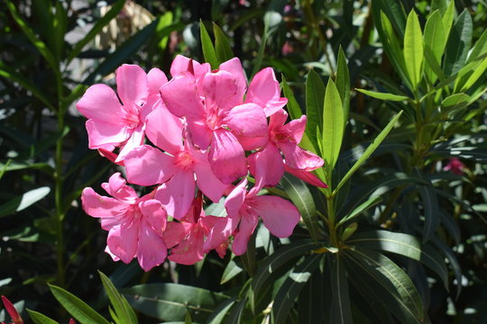 Fiori rosa di oleandro (Nerium oleander)