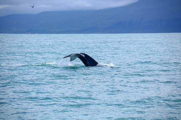 Fototapeta premium Humpback Whale in the blue ocean water. Whale tail in deep blue water. Global warming. Microplastic particles. Climate is changing. Iceland whale watching