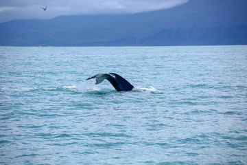 Humpback Whale in the blue ocean water. Whale tail in deep blue water. Global warming. Microplastic particles. Climate is changing. Iceland whale watching