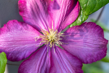 Pinke Blüte einer Clematis Blume
