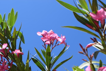 Fiori rosa di oleandro (Nerium oleander)